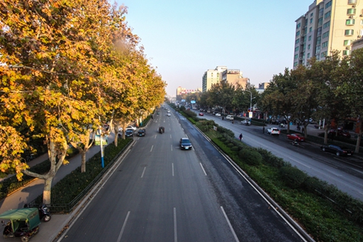济南市张庄路道路绿化蘑菇视频